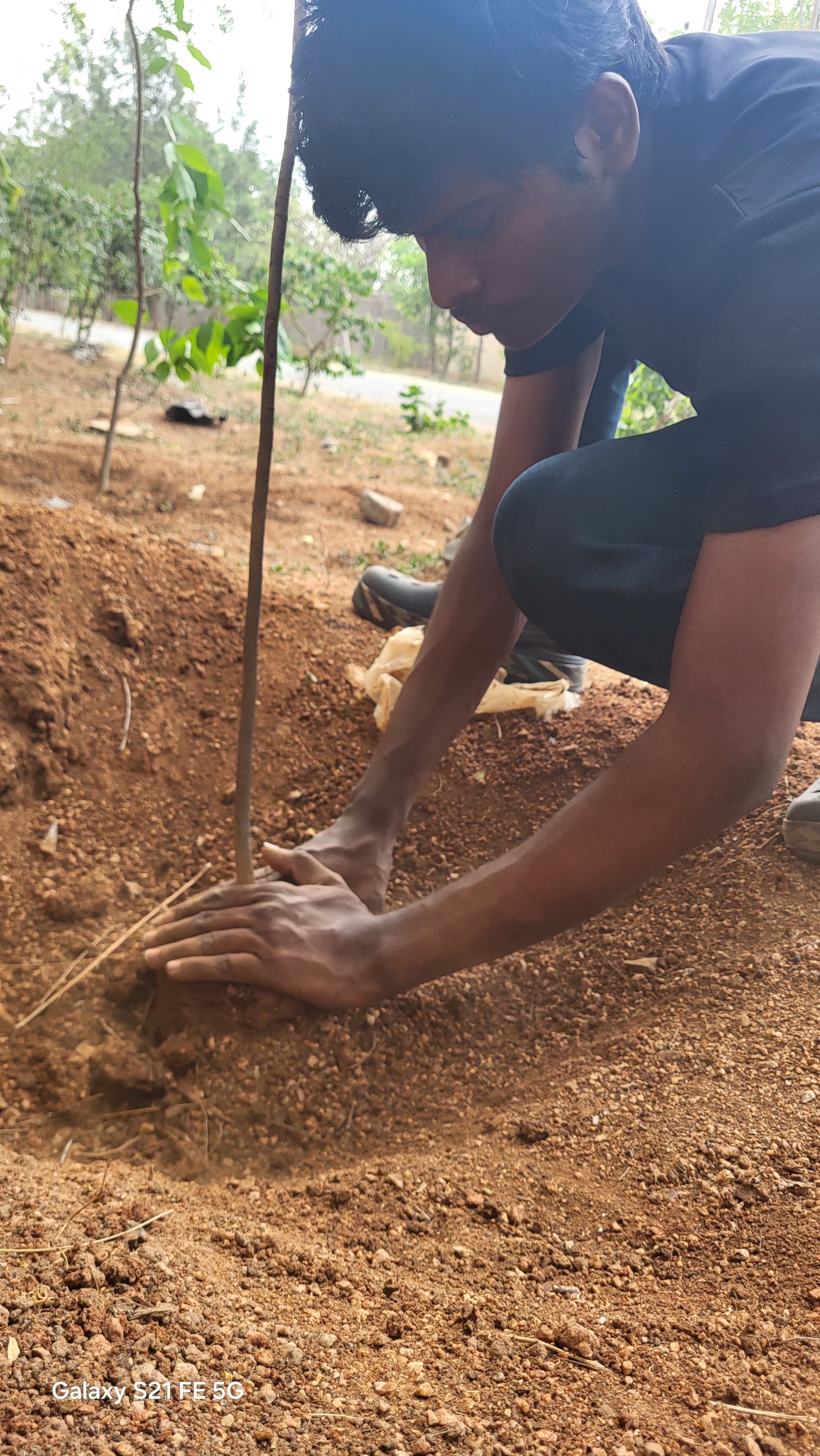 Tree planting