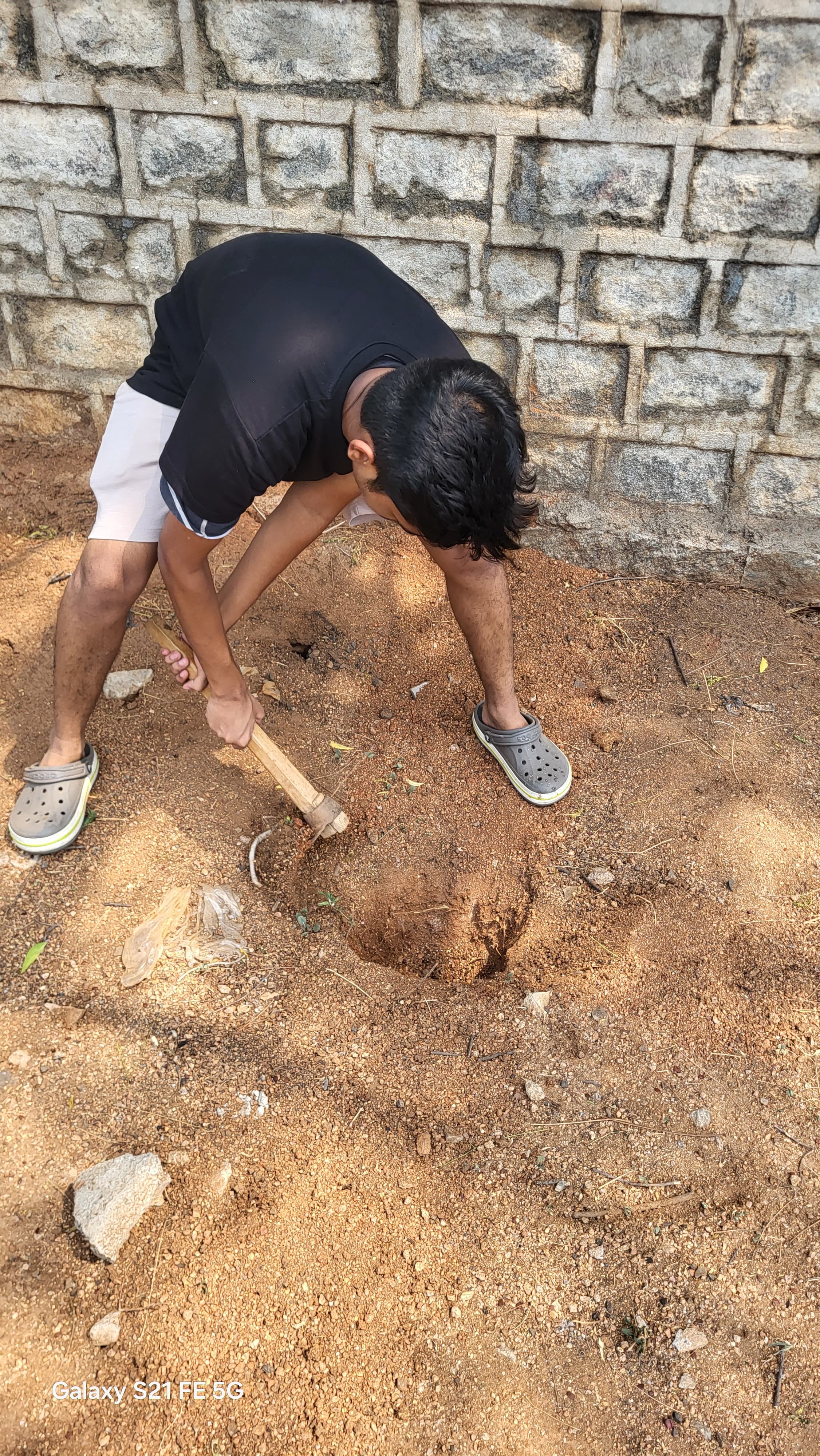 Native sapling